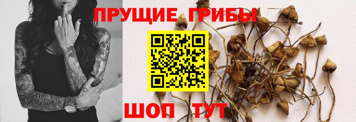 Галлюциногенные грибы Psilocybine cubensis Новоалтайск